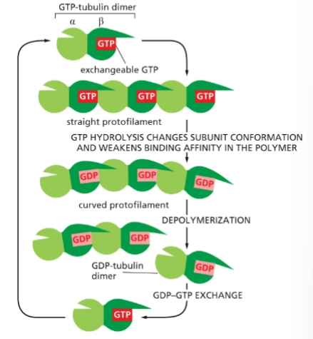 <p>Beta tubulin is a GTPase</p><p>Multiple GTP-tubulin dimers  bind together</p><p>GTP is hydrolyzed, causing weakness in the protofilament</p><p>Section of the protofilament breaks off</p><p>GDP is exchanged for GTP</p><p>Cycle repeats</p>