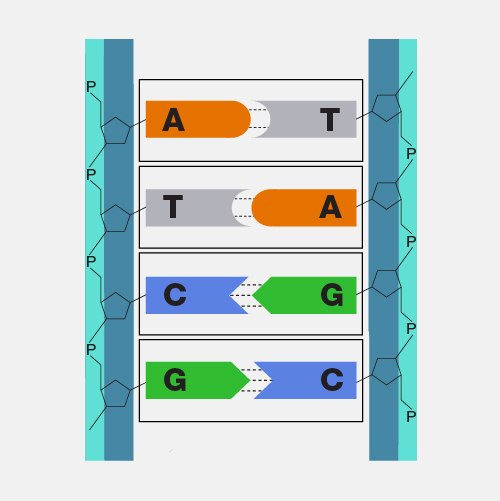 <p>State how the two strands of <strong>DNA </strong>are joined together.</p>