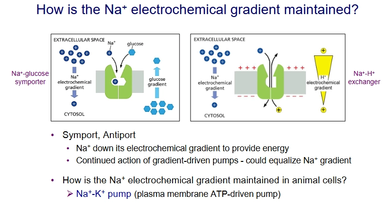 <p>Symports and Antiports are present</p><p></p><p>Na+ - K+ pump (plasma membrane ATP-driven pump) in animal cells.</p>