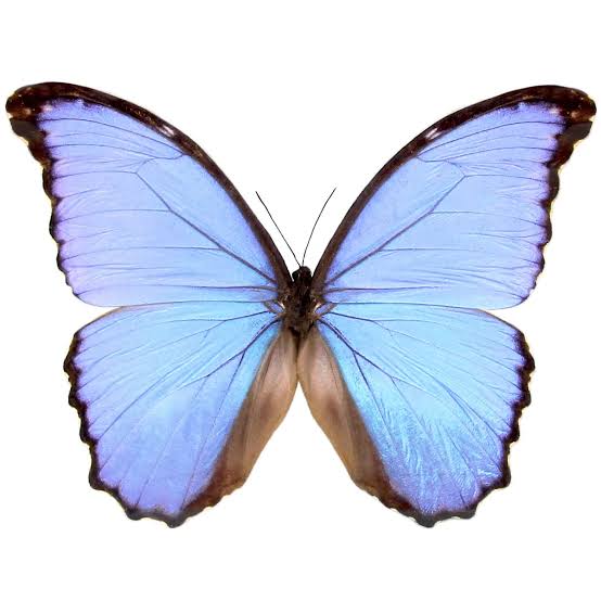<p>蝴蝶</p>