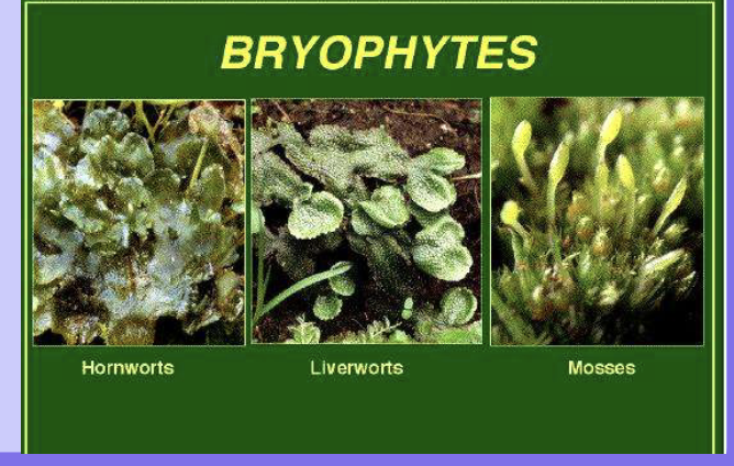 <ul><li><p>no vascular tissue —> rely on diffusion and osmosis to transport nutrients</p></li><li><p>no roots and instead have small structures called <em>rhizoids</em></p></li><li><p>need moisture for fertilization to occur</p></li></ul><p></p>