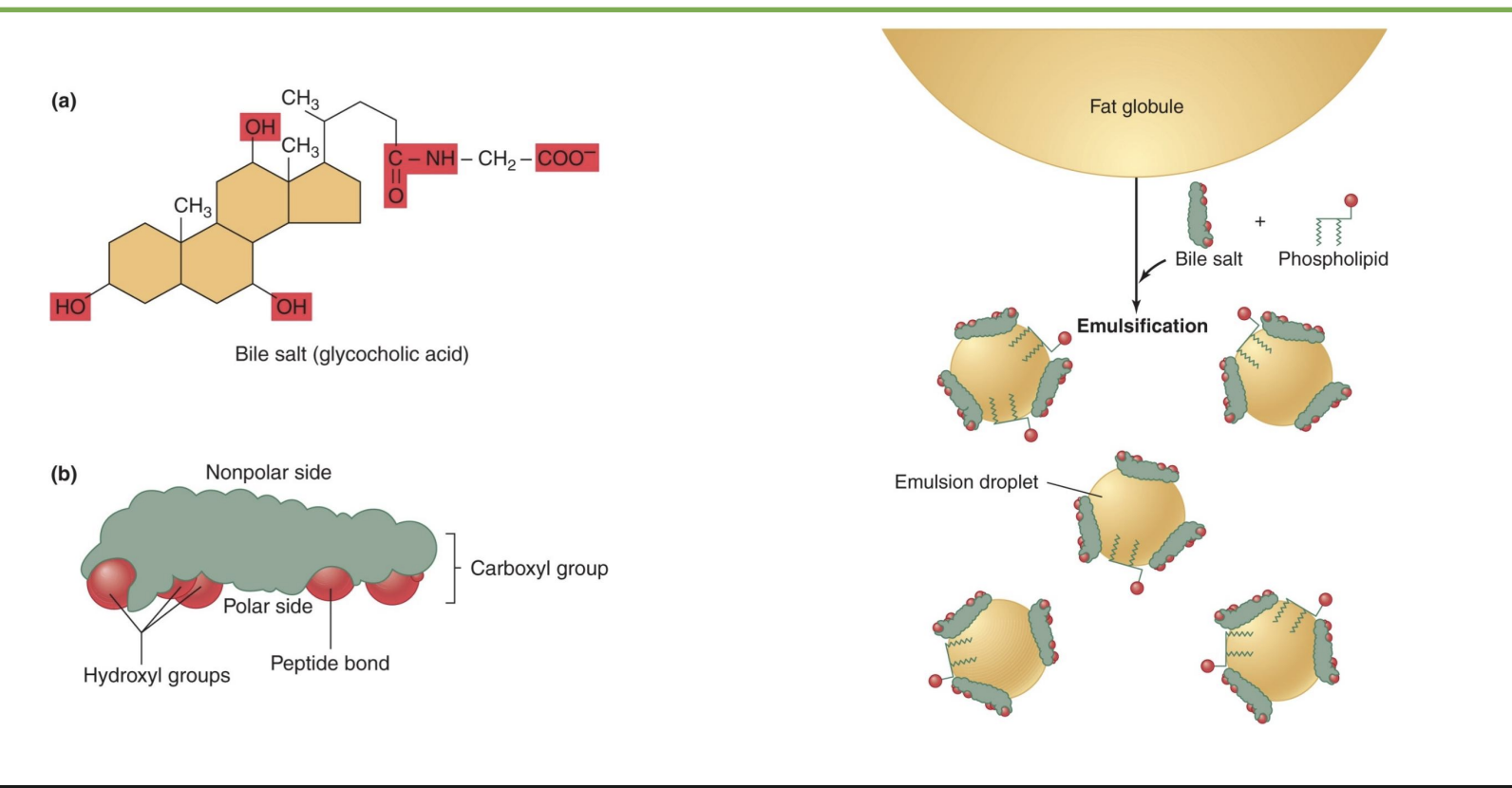 <p>-bile’s 4-ring structure looks similar to cholesterol</p><p>-nonpolar side inward and polar side outwards</p><p>-phopholid lipid helps bile salt emuslify fat so get emulsification droplet</p>