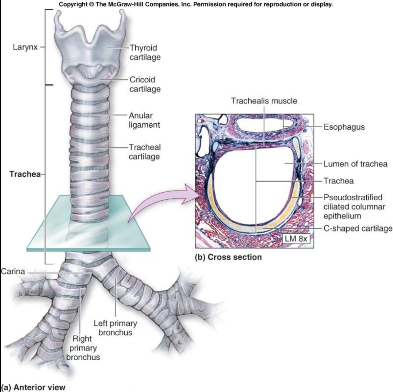 <p>Conducts air toward the lungs.</p><p>C-shaped cartilage rings help prevent collapse.</p><p>Mucus traps particles, and cilia move mucus toward the throat.</p><p>Smoking damages this clearance system, contributing to smoker’s cough.</p>