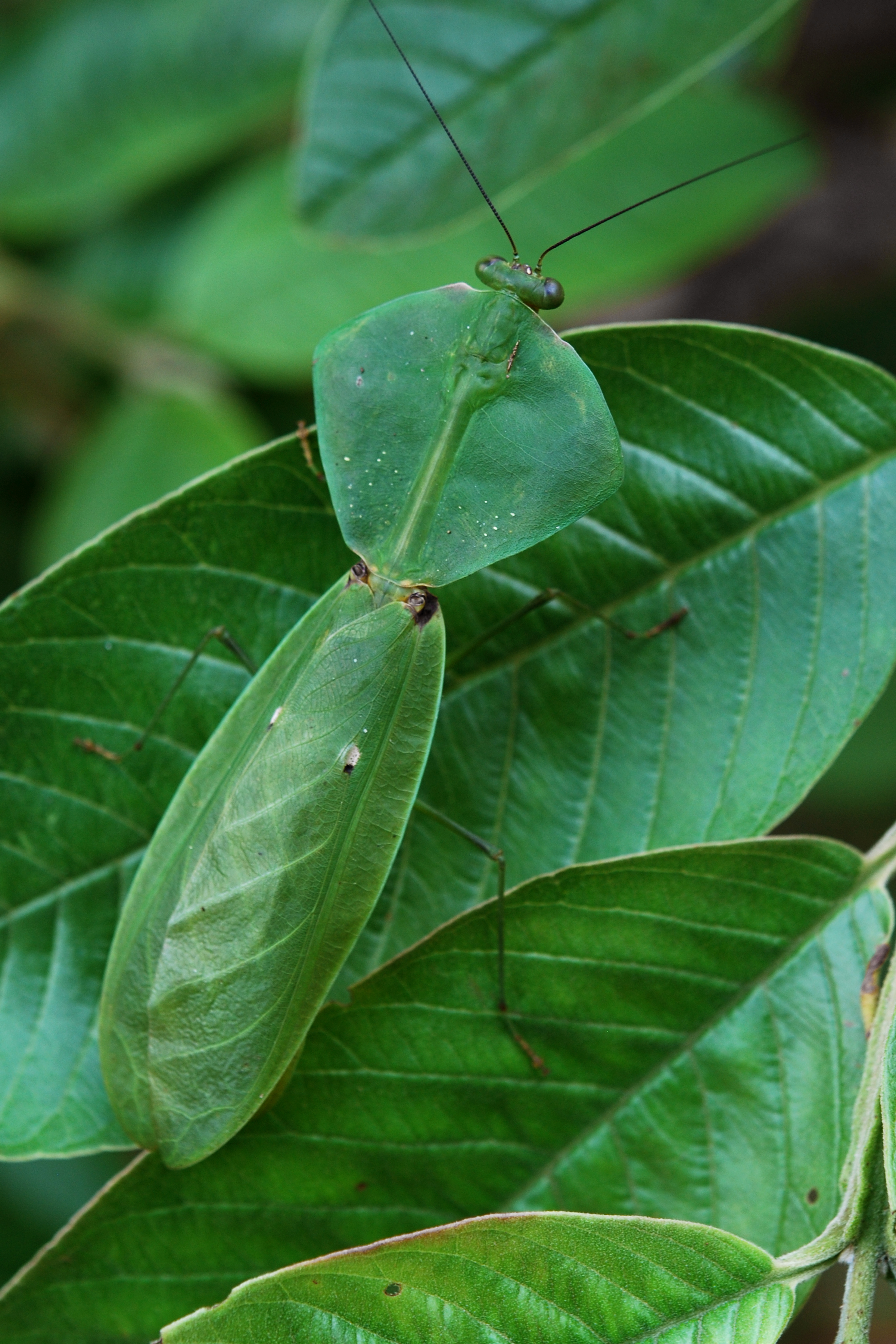 <p><span>Shield Mantis</span></p>