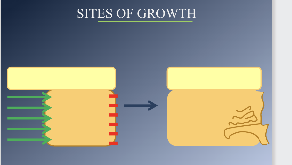 <p>Sites of growth: Maxilla 3</p>