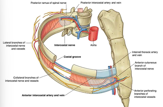 <ul><li><p>Exits <span style="color: red;">intervertebral foramina </span>of the spine</p></li><li><p>Goes through intercostal space between internal and innermost intercostals</p></li><li><p><span style="color: red;">Motor innervation</span>= intercostal muscles in thorax and abdominal muscles</p></li><li><p><span style="color: red;">Sensory innervation</span>= overlying skin, pleura and parietal peritoneum</p></li></ul><p></p>