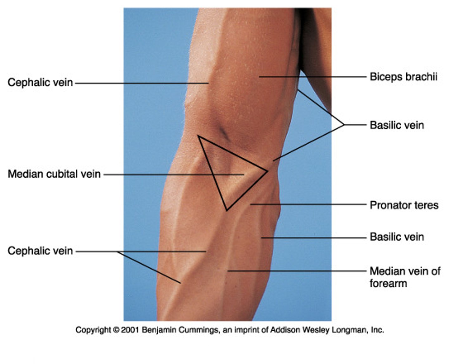 <p>Front of elbow</p>