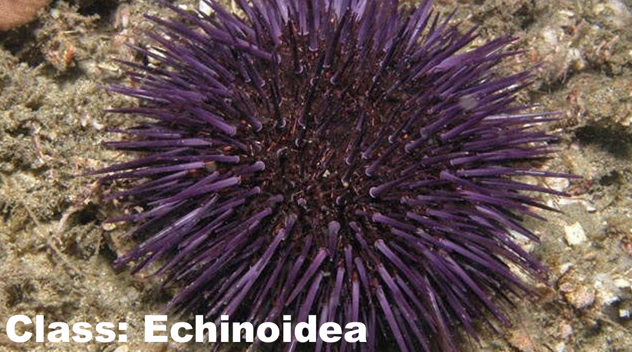 <p>What is the phylum and class of the organism? What is the common name?</p>