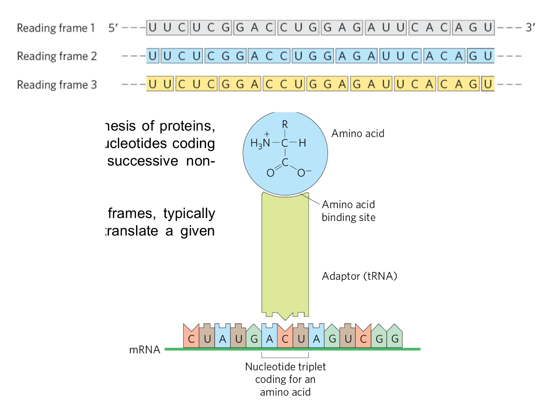 <ul><li><p>translation is the mRNA guided synthesis of proteins and performed by ribosomes</p></li><li><p>translation occurs after the codons (triplet of nucleotides coding for an amino acid) are read in a successive non-overlapping manner by a tRNA</p></li><li><p>among the 3 possible reading frames, typically only one will be used in order to translate a given mRNA to synthesize a polypeptide</p><ul><li><p>there’s a signal that indicates where to stop and start translation</p></li></ul></li></ul><p></p>