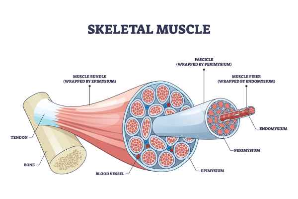 <p>surrounds bundles (fascicles) of 10-100 muscle cells (around)</p>