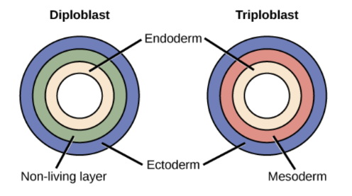 <p>all 3 germ layers</p><p>mesoderm → muscle, bone, blood</p><ul><li><p>develops between endo and ecto derm</p></li></ul><ol><li><p>protostomes</p></li><li><p>deuterostomes</p></li></ol><p></p>