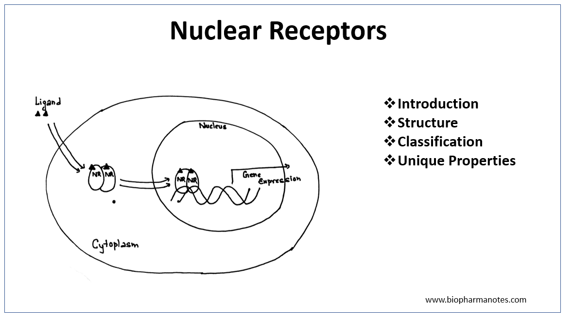 <p>How does the progesterone receptor (PR) regulate gene transcription?</p>