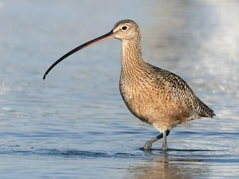 <p>What bird is this?</p>