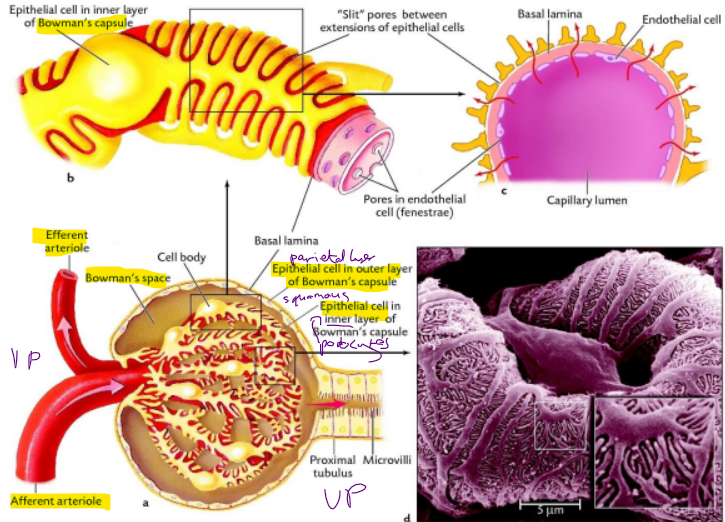 <p>The renal corpuscle<strong>:</strong><span style="color: purple;"> Glomerulus, Bowman’s capsule/renal capsule, Bowman’s space</span></p><p></p><p>The <span style="color: purple;">glomerulus and its epithelial </span>covering together will make the r<span style="color: purple;">enal corpuscle</span></p><p></p><ol><li><p>Once the <span style="color: purple;">ultrafiltrate</span> is formed, the fluid enters<span style="color: purple;"> Bowman’s space</span> (the space between the capillary tuft and Bowman’s capsule)</p></li></ol><p></p><p>Renal or Bowman’s capsule has t<span style="color: purple;">wo parts: parietal (squamous epithelial cells) and visceral layer (podocytes)</span></p><p></p><ol start="2"><li><p>Blood enters the convulusions called<strong> </strong><span style="color: purple;">glomerular tuft</span> via the<strong> </strong><span style="color: purple;">afferent arteriol</span>e at the vascular pole and leave via <span style="color: purple;">efferent arteriole</span></p></li></ol><p></p><p>These two vessels are immediately <span style="color: purple;">adjacent to one another at the vascular pole (VP)</span>, which is at the opposite end of the glomerulus from the<span style="color: purple;"> urinary pole (UP)</span></p><p></p><p>They can contract or dilate, changing the amount of blood that flows into the glomerular tuft</p>