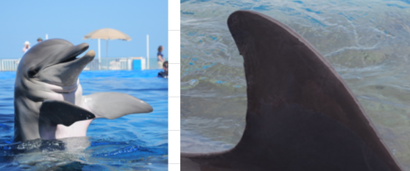 <p>DOB: June 11, 2008</p><p>Ket Features: Notch in upper dorsal fin, dark lines around eyes</p><p>Relations: Half sister to Surge via mother</p>