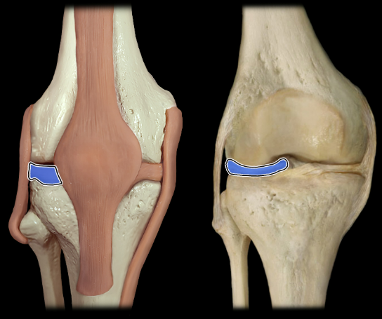 <p>anterior</p>