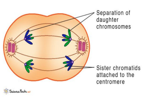 <p>- Homologous chromosomes separate.</p><p>- Each chromosome moves to opposite poles.</p><p>- Sister chromatids stay together.</p>