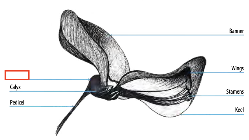 <ul><li><p><span><span>hollow extension of a part of a flower </span></span></p></li><li><p><span><span>may arise from various parts of the flower (</span></span>sepals<span><span>, </span></span>petals<span><span>, or </span></span>hypanthium<span><span>)</span></span></p></li><li><p><span><span>often contain tissues that secrete nectar</span></span></p></li></ul><p></p>