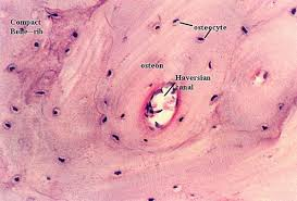 <ul><li><p>functional unit of a bone</p></li><li><p>long <strong>cylindrical</strong> structure with a <strong>central osteonal (Haversian) canal </strong>containing <strong>nerves, blood vessels</strong> and <strong>osteogenic cells</strong></p></li><li><p>central canal is surrounded by<strong> dense cocentric lamellae of bone</strong></p></li><li><p>there can be primary and secondary</p></li><li><p>collagen ribres run in different directions in neihbouring lamellae</p></li><li><p>more resistant to <strong>twisting force</strong></p></li><li><p>still allows give</p></li></ul><p></p>