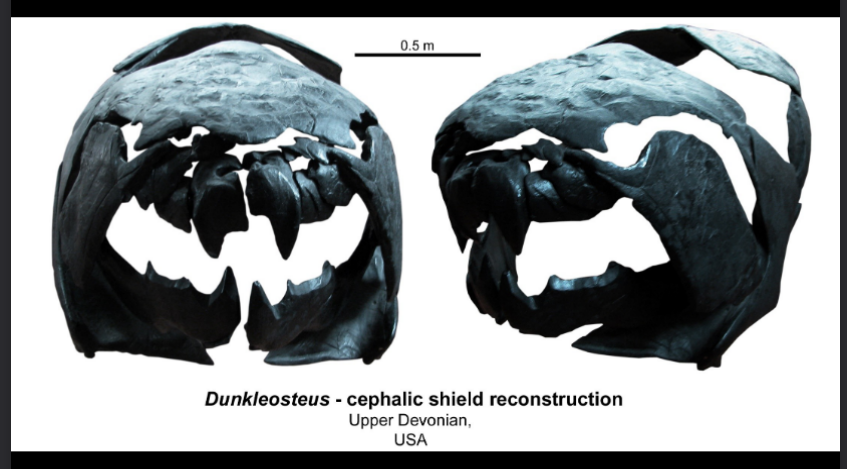 <ul><li><p>upper devonian </p></li><li><p>USA</p></li></ul><p></p>