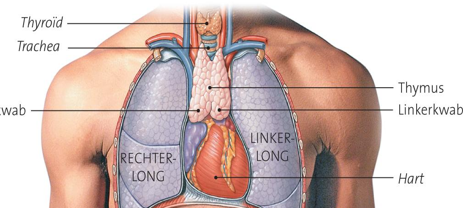 <p>= zwezerik</p><ul><li><p>lymfoïde orgaan</p></li><li><p>bevindt zich in mediastinum</p></li><li><p>T-cel productie</p></li><li><p>thymosine</p></li></ul><p>= een linker en een rechterkwab</p><p></p>