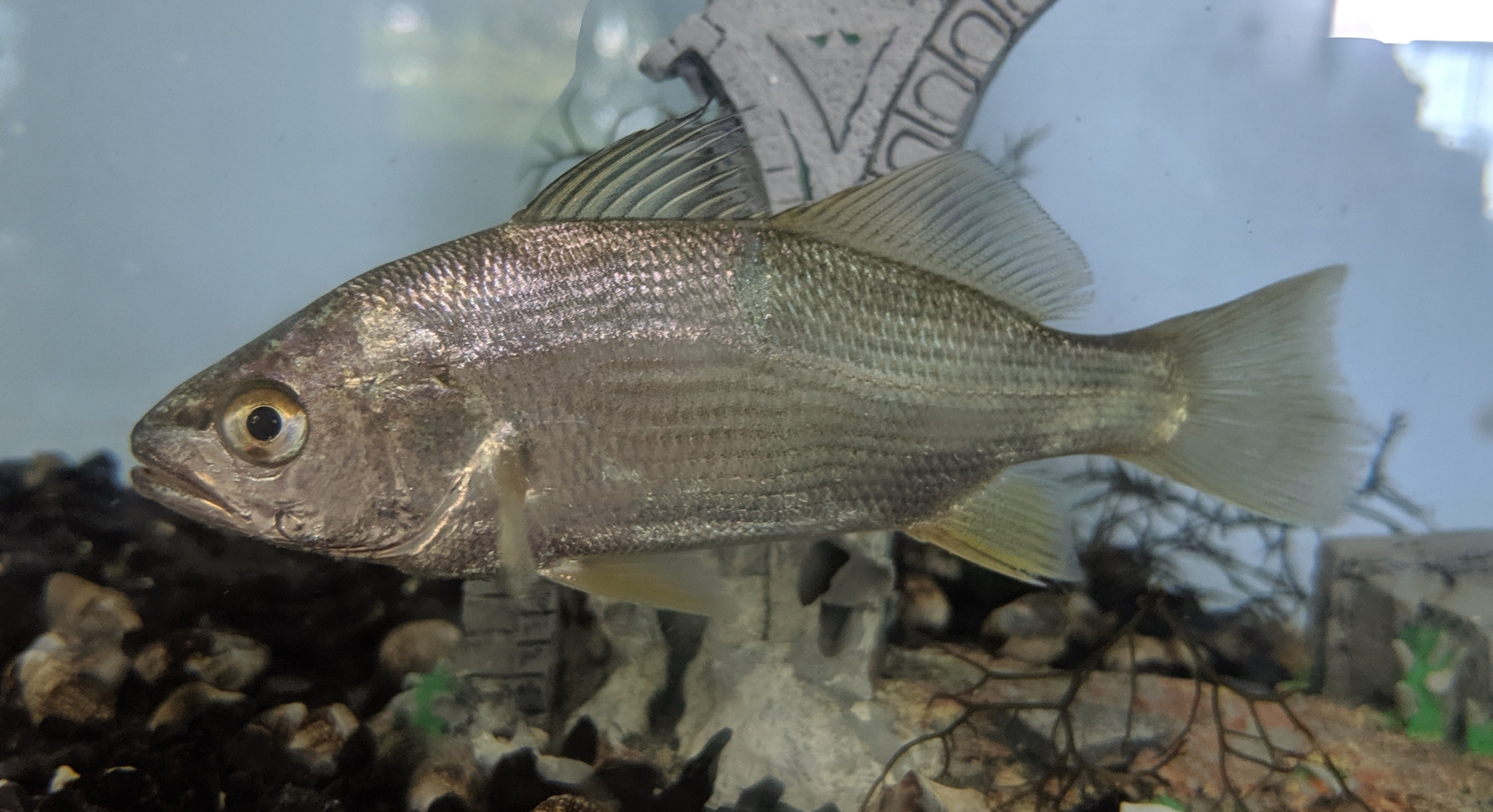 <ul><li><p><span style="background-color: transparent;"><strong><u>Drum Family; Less steep head, caudal convex still pointed/angular “perching on the edge”</u></strong></span></p></li><li><p><span style="background-color: transparent;"><strong><u>silver DOES NOT divide the dorsals</u></strong></span></p></li><li><p><span style="background-color: transparent;">No strong barbs</span></p></li><li><p><span style="background-color: transparent;">silver with brassy or yellow sheen and fins</span></p></li></ul><p></p><ul><li><p><strong>General:</strong> Small, slender silvery drum, yellowish sheen, large eye</p></li><li><p><strong>Size:</strong> Avg. adult <strong>15–25 cm (6–10 in; 0.5–0.8 ft)</strong>, <strong>0.1–0.3 kg (0.2–0.7 lb)</strong>;</p><ul><li><p>large adults commonly reach (10–12 in; 0.8–1.0 ft) and (0.7–1.1 lb).</p></li></ul></li><li><p><strong>Key IDs:</strong></p><ul><li><p><strong>Large eye relative to head size</strong> (noticeably “bug-eyed” look in small drum).</p></li><li><p><strong>Golden-yellow to brassy sheen</strong>, <em>especially on sides and fins.</em></p></li><li><p><strong>Faint vertical or slightly oblique bars</strong> may be visible (not bold).</p></li><li><p>Small terminal mouth; no canine teeth.</p></li><li><p>Slightly forked caudal tail.</p></li></ul></li><li><p><strong>Memory cue:</strong> <strong>Big eye + yellow sheen</strong></p></li></ul><p></p>