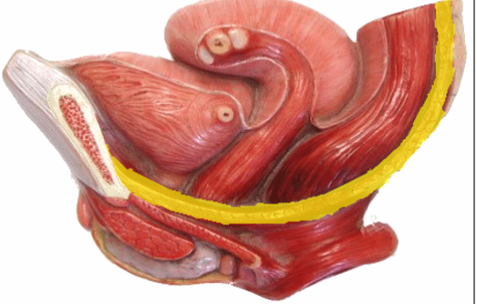 <p>What is the highlighted muscle? what is its function?</p>