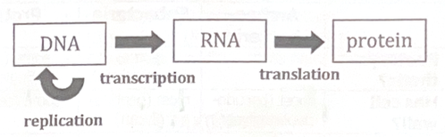 <p>Process in which information in DNA is converted into functional product: Shows flow of genetic information (info in DNA is crucial for all proteins, RNA acts as messenger)</p>