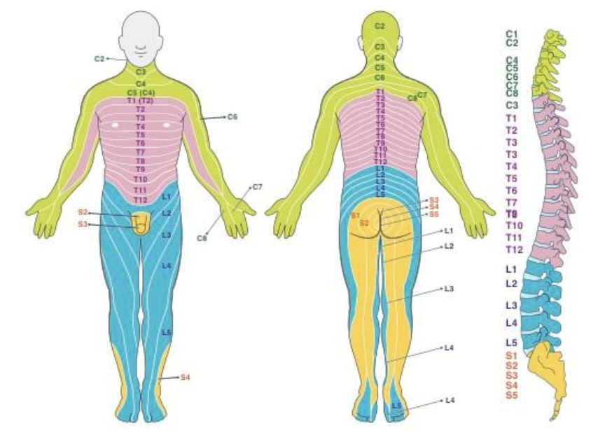 <ul><li><p><span style="background-color: transparent;"><span>areas of skin innervated by nerves in a segmented fashion; location of sensation is where the spinal cord will receive the signal</span></span></p></li><li><p><span style="background-color: transparent;"><span>ex: shingles—dormant virus in dorsal root ganglion; rash follows form of dermatome</span></span></p></li><li><p><span style="background-color: transparent;"><span>ex: spinal cord injury—loss of sensation in body can indicate which vertebrae has been injured</span></span></p></li></ul><p></p>