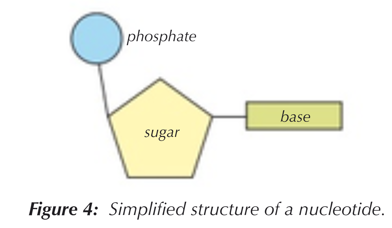 <p>Contains all the genetic information of an organism:</p><ul><li><p>made up of lots of monomers called nucleotides, which are in turn made up of three components</p><ul><li><p>phosphate group</p></li><li><p>pentose sugar (deoxyribose)</p></li><li><p>nitrogenous base (A, T, G or C)</p></li></ul></li></ul><p></p>
