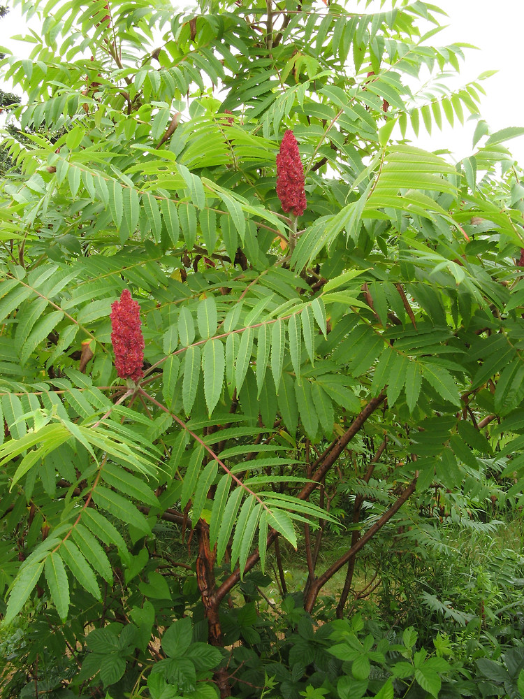 <p>škumpa orobincová</p>