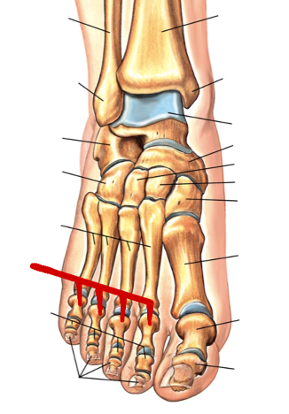 <p>Foot Bones</p>