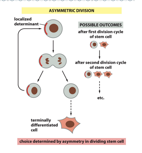 <p>a process that generates two daughter cells with different fates</p>