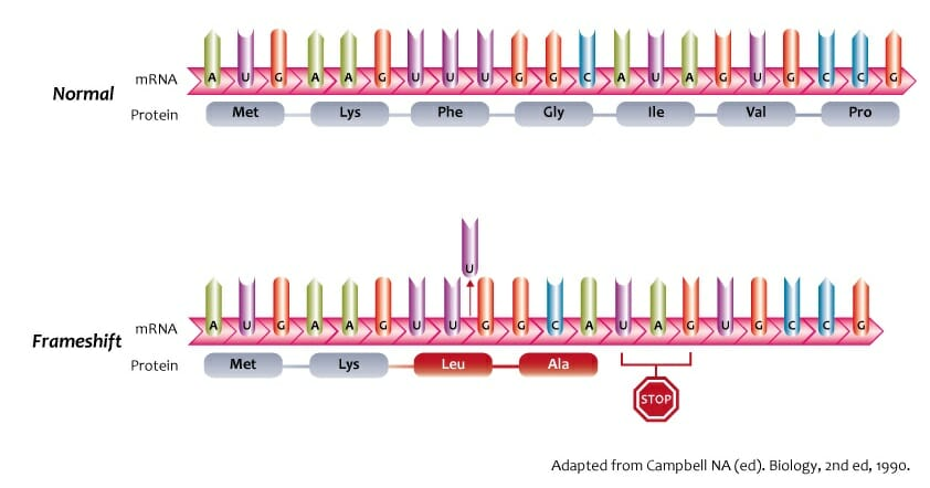 <p>A type of mutation caused by insertion or deletion of nucleotides that shifts the reading frame of the DNA sequence, leading to widespread changes in the amino acid sequence of the protein. </p><ul><li><p>Nearly always results in a nonfunctional protein</p></li><li><p>Every amino acid after the mutation is different from what is coded for in the original DNA</p></li><li><p>Insertion of bases in multiples of three does not disturb the reading frame</p></li></ul><p></p>