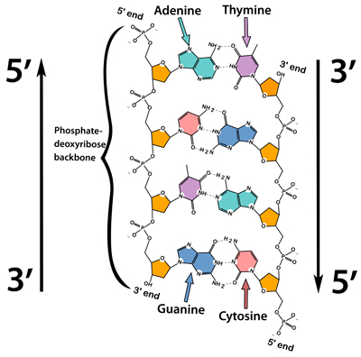 <ul><li><p>The end of a DNA strand where the 5'-carbon of the deoxyribose sugar is free </p></li><li><p>The carbon only binds to the phosphate group without connecting to another sugar </p></li></ul><p></p>