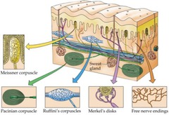 <p>Sensory receptors located in the skin.</p>