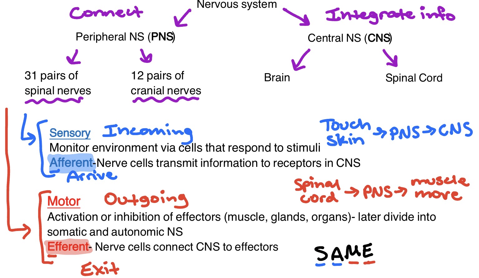 <ul><li><p>Peripheral Nervous System (PNS)</p><ul><li><p>31 pairs of spinal nerves</p></li><li><p>12 pairs of cranial nerves</p></li><li><p><span style="color: rgb(14, 34, 229);"><strong>Sensory</strong> (incoming):</span></p><ul><li><p><span style="color: rgb(14, 34, 229);">Monitor environment via cells that respond to stimuli</span></p></li><li><p><span style="color: rgb(14, 34, 229);"><strong><u>Af</u></strong>ferent (<strong><u>a</u></strong>rrive) nerve cells transmit info to receptor in the CNS</span></p></li><li><p><span style="color: rgb(14, 34, 229);">Touch skin → PNS → CNS</span></p></li></ul></li><li><p><span style="color: rgb(243, 10, 10);"><strong>Motor (</strong>outgoing):</span></p><ul><li><p><span style="color: rgb(243, 10, 10);">Activation or inhibition of effectors (muscles, glands, organs) - later divide into somatic &amp; autonomic NS</span></p></li><li><p><span style="color: rgb(243, 10, 10);"><strong><u>E</u></strong>fferent (<strong><u>e</u></strong>xit) nerve cells connect the CNS to effectors</span></p></li></ul></li><li><p><span style="color: rgb(38, 19, 246);"><strong>S.A</strong></span><strong>.</strong><span style="color: rgb(237, 17, 17);"><strong>M.E. </strong></span><span style="color: rgb(2, 2, 2);"><strong>→</strong></span><span style="color: rgb(17, 24, 237);"><strong> Sensory - Afferent/Arrive</strong></span><span style="color: rgb(7, 6, 6);"><strong>; </strong></span><span style="color: rgb(237, 17, 17);"><strong>Motor - Efferent/Exit</strong></span></p></li></ul></li></ul><p></p>