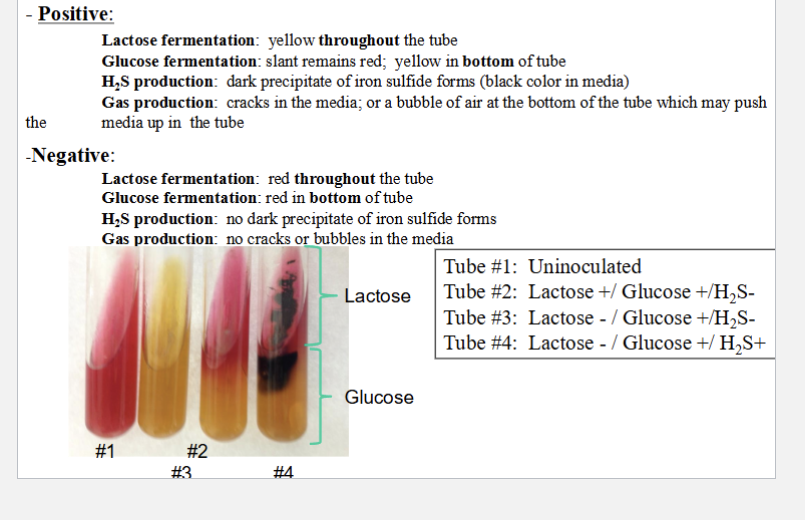 <ul><li><p>Positive</p><ul><li><p>Lactose ferment = yellow THROUGHOUT tube</p></li><li><p>Glucose ferment = RED SLANT, but YELLOW BOTTOM</p></li><li><p>H2S = dark precipitate of iron sulfide (Black color in media)</p></li><li><p>Gas = crack sin media or bubble at bottom</p></li></ul></li></ul><p></p>