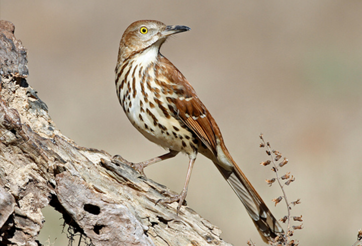 <p>Brown Thrasher</p>