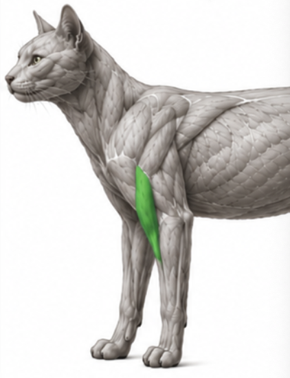 <p>What cat muscle is this?</p>
