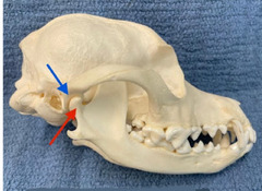 <p>Name the parts of the temporomandibular joint</p>