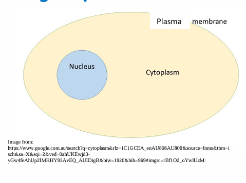 <ul><li><p>Watery space between the plasma membrane and the nucleus</p></li></ul><p></p>