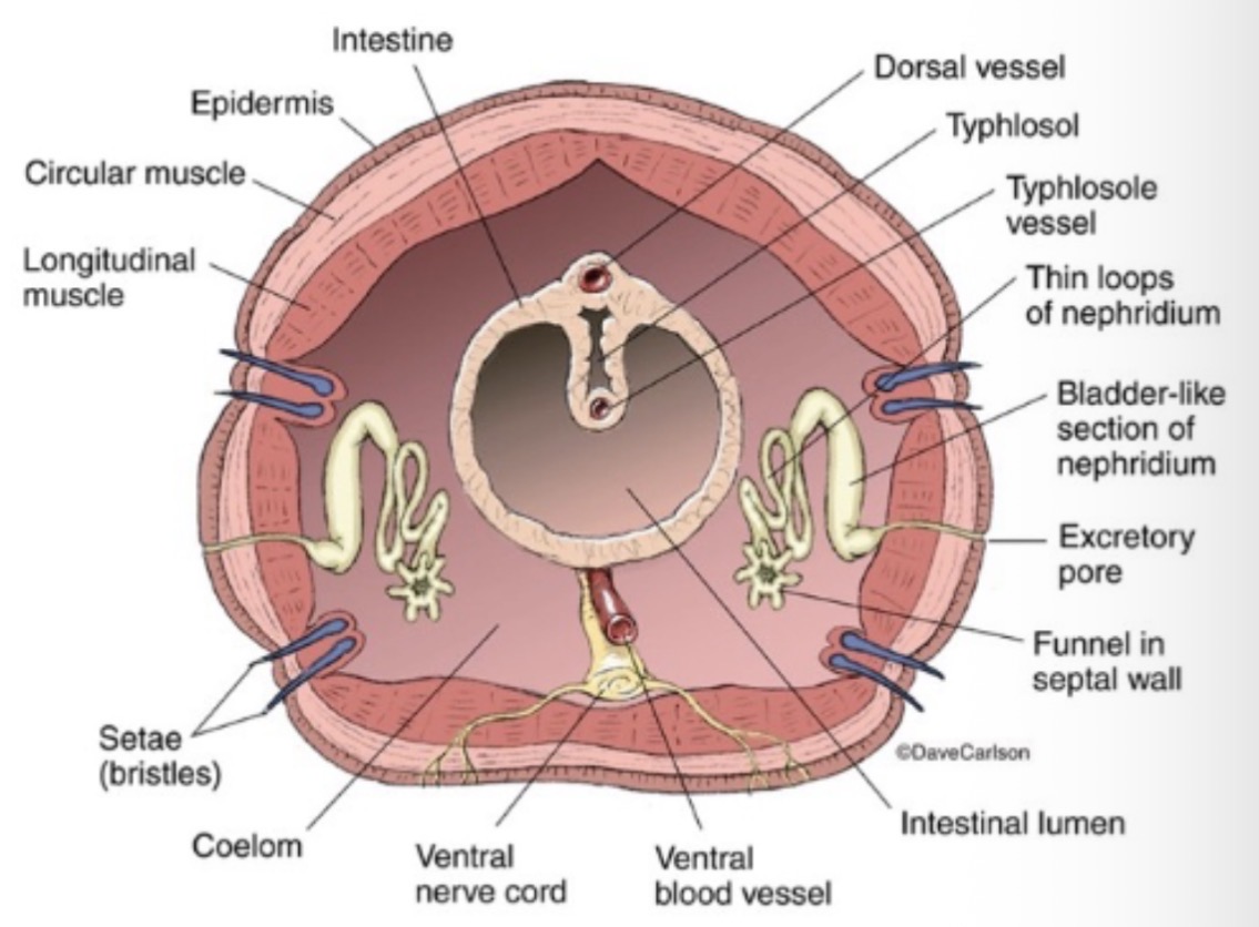 <p>Circular/longitudinal muscle</p>