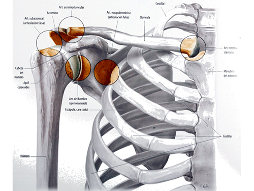 <p><strong>Concepto Funcional del Hombro:</strong> No es una sola articulación, es un complejo articular. Su función principal es proporcionar la máxima amplitud de movimiento para posicionar la mano en el espacio.</p><p><strong>Cintura Pectoral (Escapular):</strong> Anillo óseo (incompleto por detrás) que suspende y conecta el miembro superior al esqueleto axial (tórax).</p><p><strong>Huesos que forman el complejo:</strong></p><ul><li><p><strong>Anterior:</strong> Clavícula (actúa como un puntal o grúa).</p></li><li><p><strong>Posterior:</strong> Escápula (flota sobre las costillas).</p></li><li><p><strong>Lateral:</strong> Húmero (su parte proximal, que se une a la escápula).</p></li></ul><p><strong>Articulaciones del Complejo (5 en total):</strong></p><ul><li><p><strong>Anatómicas (verdaderas):</strong> Esternoclavicular, Acromioclavicular y Glenohumeral.</p></li><li><p><strong>Fisiológicas (falsas):</strong> Escapulotorácica y Subdeltoidea.</p></li></ul><p><strong>Dato Clave:</strong> El único punto de anclaje óseo real entre todo el brazo y el tronco es la articulación esternoclavicular.</p><p></p><p><em>Para empezar a estudiar esta región, es fundamental entender que el hombro no es una simple articulación, sino un sistema funcional complejo. Su objetivo principal es uno solo: darle a nuestro brazo la máxima movilidad posible para que nuestra mano pueda alcanzar, agarrar e interactuar con el entorno.</em></p><p><em>La base estructural de este sistema es la Cintura Pectoral o Escapular. Imagínenla como un anillo a medio cerrar que une el brazo al tronco. Está conformada por la clavícula por delante y la escápula por detrás. A este anillo se acopla la </em><strong><em>parte proximal del húmero</em></strong><em> a través de la </em><strong><em>articulación glenohumeral</em></strong><em> (la que coloquialmente conocemos como la verdadera "articulación del hombro", responsable de la mayor parte del movimiento).</em></p><p><em>Y hay un detalle biomecánico fascinante aquí: todo el peso y el movimiento de nuestro brazo se sostiene al esqueleto de nuestro cuerpo por un único punto de anclaje óseo: la articulación esternoclavicular (tócate la unión de la clavícula con el esternón). ¡El resto del sistema está suspendido y estabilizado puramente por músculos!</em></p>