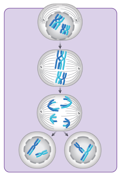 <p>does this depict mitosis, meiosis I, or meiosis II?</p>