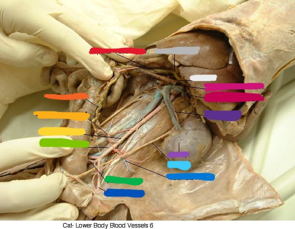 <p>what is blue?</p>