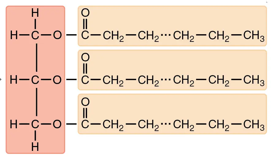 <p>What are triglycerides?</p>