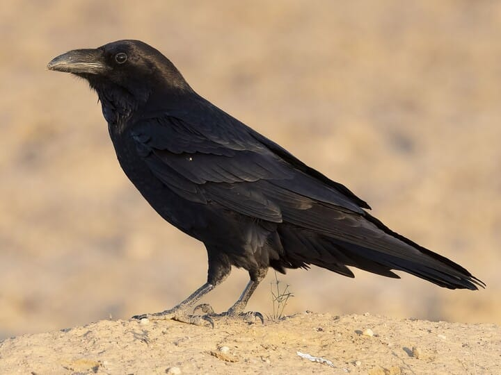 <p>Common Raven</p>