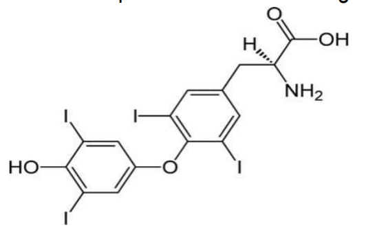<p>70. Which hormone possesses the following structure? </p><p>A. Glucogen </p><p>B. Estrogen </p><p>C. Thyroxine </p><p>D. Insulin</p>