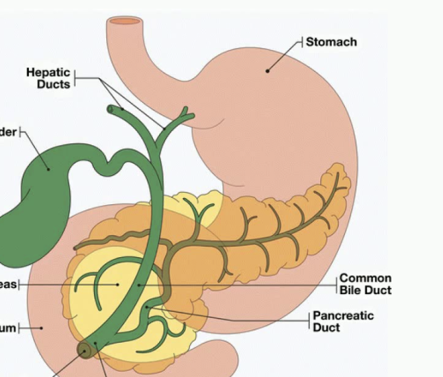 <p>bottom R arrow</p>